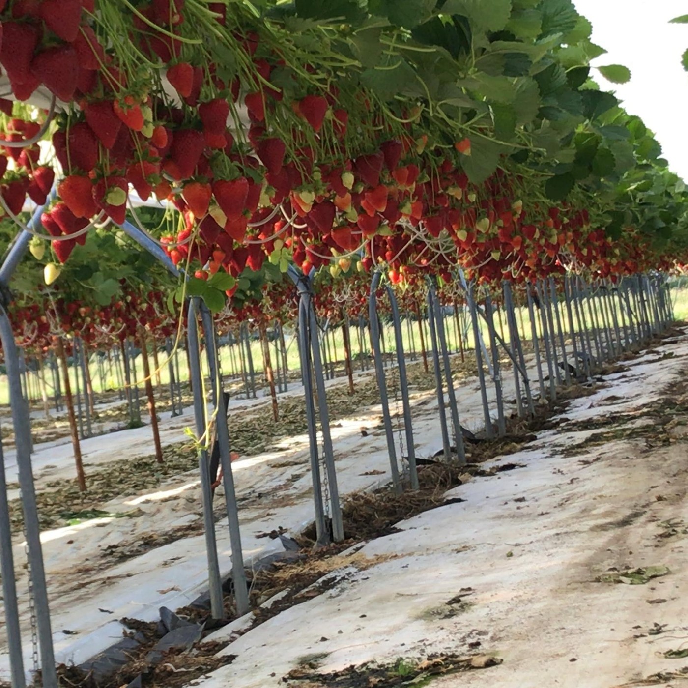 Culture de fraises Kara®