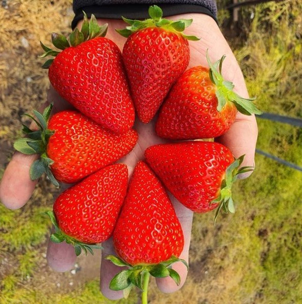 Fraises Kara®